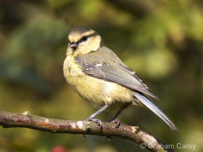 Blue Tit (Parus caeruleus) Graham Carey