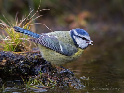 Blue Tit (Cyanistes caeruleus) Graham Carey