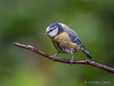 Blue Tit (Cyanistes caeruleus) Graham Carey