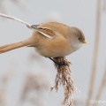 Bearded Reedling (Panurus biarmicus) Graham Carey