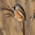 Bearded Reedling (Panurus biarmicus) Graham Carey