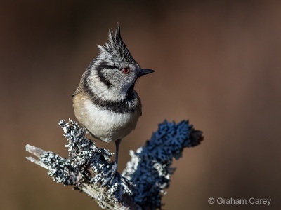 Crested Tit (Parus cristatus) Graham Carey