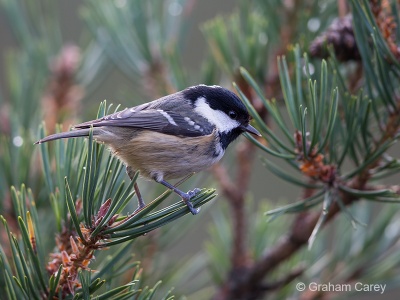 Coal Tit (Parus ater) Graham Carey