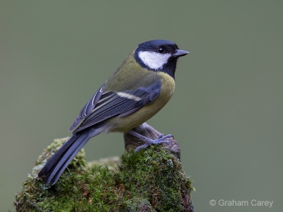 Great Tit (Parus major) Graham Carey