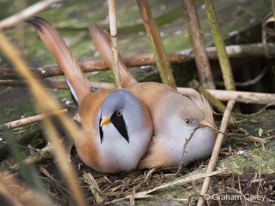 Bearded Reedling (Panurus biarmicus) Graham Carey