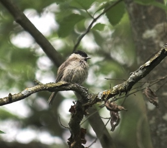 Willow Tit (Parus montanus) Mark Elvin