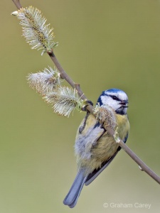 Blue Tit (Cyanistes caeruleus) Graham Carey