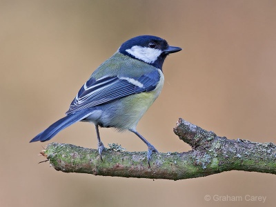 Great Tit (Parus major) Graham Carey
