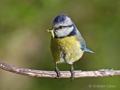 Blue Tit (Cyanistes caeruleus) Graham Carey