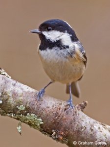 Coal Tit (Periparus ater) Graham Carey