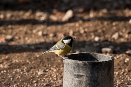 Great Tit (Parus major) Mark Elvin