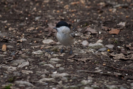 Willow Tit (Parus montanus) Mark Elvin