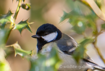 Great Tit (Parus major) Mark Elvin