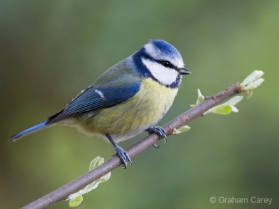 Blue Tit (Parus caeruleus) Graham Carey