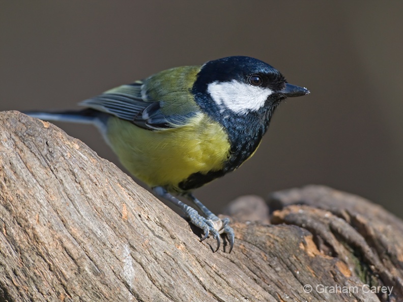 Great Tit (Parus major) Graham Carey - MK3_7582m4.jpg MK3_7582m4.jpg