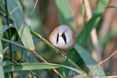 Bearded Reedling (Panurus biarmicus) Mark Elvin