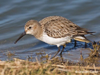 Dunlin (Calidris alpina) Graham Carey