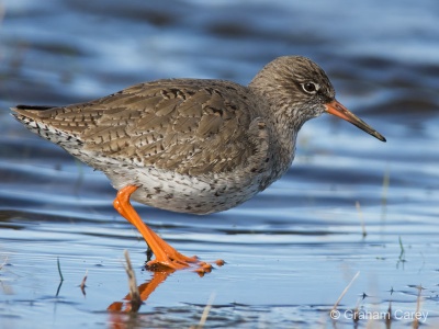 Redshank (Tringa totanus) Graham Carey