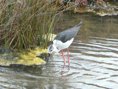 Black-winged Stilt (Himantopus himantopus) Alan Prowse