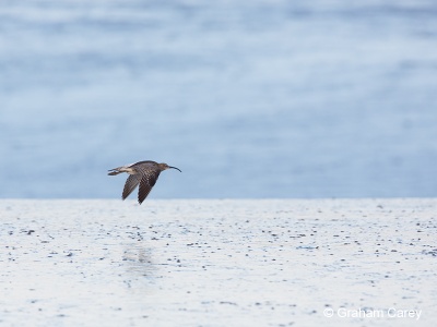 Whimbrel (Numenius phaeopus) Graham Carey