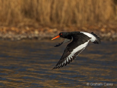 Oystercatcher (Haematopus ostralegus) Graham Carey