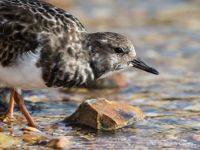 Turnstone (Arenaria interpres) Graham Carey