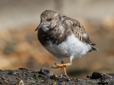 Turnstone (Arenaria interpres) Graham Carey