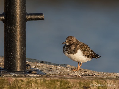 Turnstone (Arenaria interpres) Graham Carey