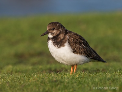 Turnstone (Arenaria interpres) Graham Carey