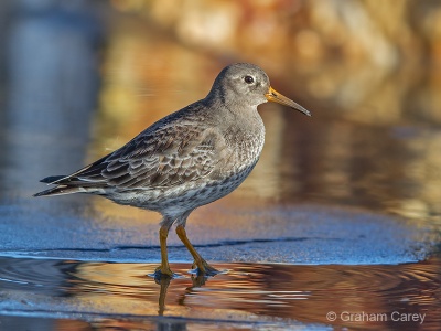 Purple Sandpiper (Calidris maritima) Graham Carey