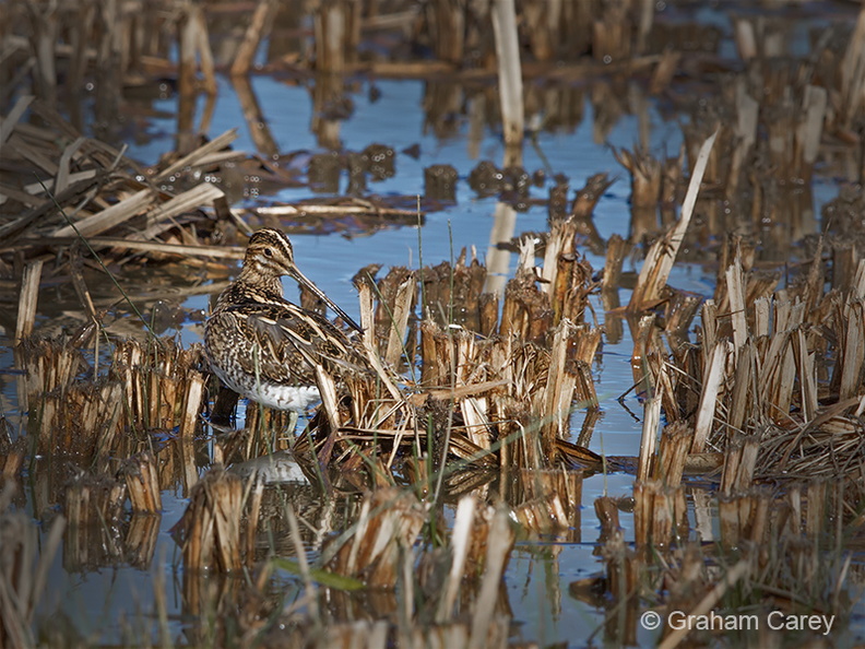 Common snipe (Gallinago gallinago) Graham Carey - 7D__9080m4.jpg 7D__9080m4.jpg
