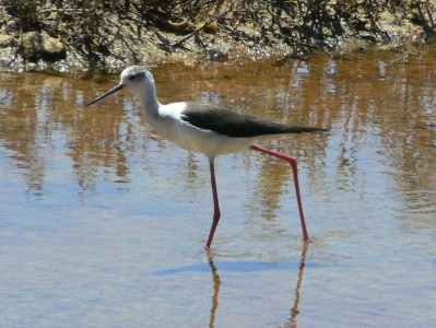 Black-winged Stilt (Himantopus himantopus) Alan Prowse