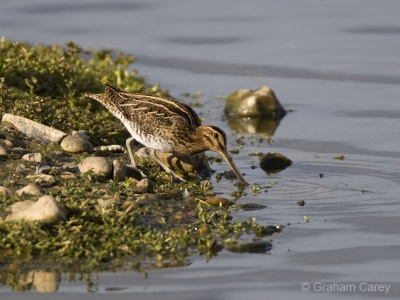 Common Snipe (Gallinago gallinago) Graham Carey