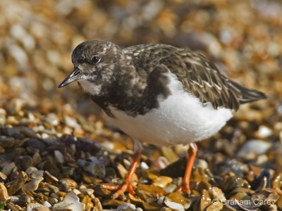 Turnstone (Arenaria interpres) Graham Carey