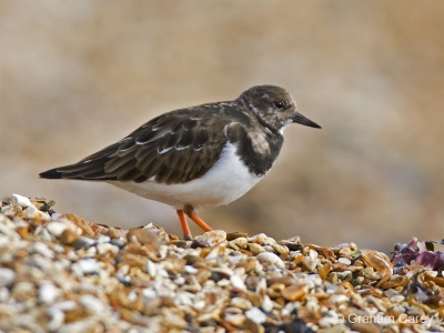 Turnstone (Arenaria interpres) Graham Carey