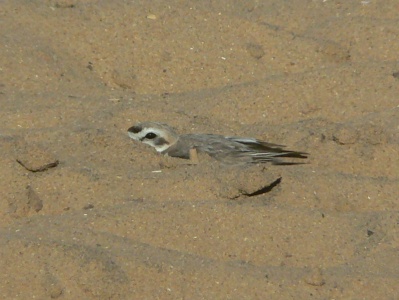 Kentish Plover (Charadrius alexandrinus) Alan Prowse