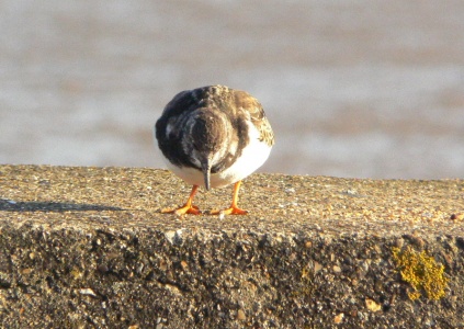 Turnstone (Arenaria interpres) Alan Prowse