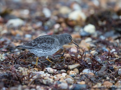 Purple Sandpiper (Calidris maritima) Graham Carey