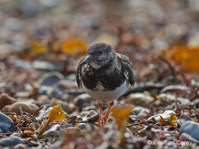 Turnstone (Arenaria interpres) Graham Carey