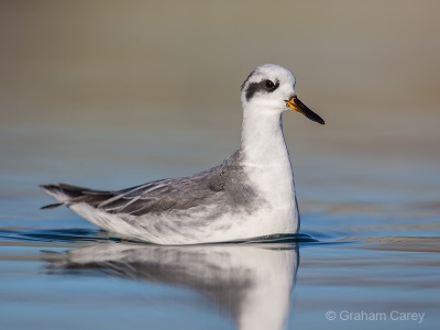 Grey Phalarope (Phalaropus fulicarius) Graham Carey