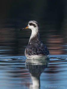 Grey Phalarope (Phalaropus fulicarius) Graham Carey