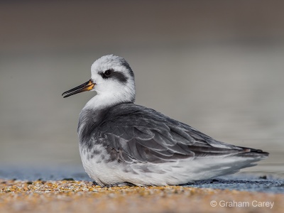 Grey Phalarope (Phalaropus fulicarius) Graham Carey