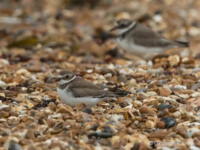 Semipalmated Plover (Charadrius Semipalmatus) Graham Carey