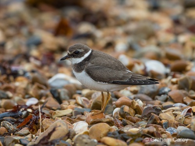 Ringed Plover (Charadrius hiaticula) Graham Carey