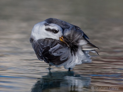 Grey Phalarope (Phalaropus fulicarius) Graham Carey