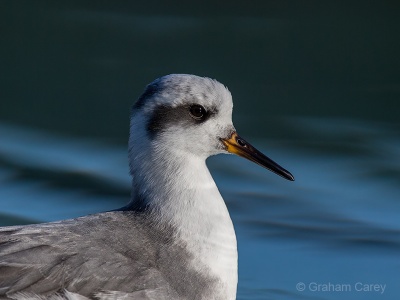 Grey Phalarope (Phalaropus fulicarius) Graham Carey