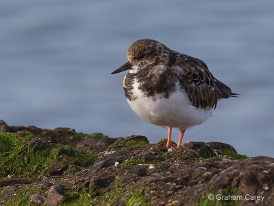 Turnstone (Arenaria interpres) Graham Carey