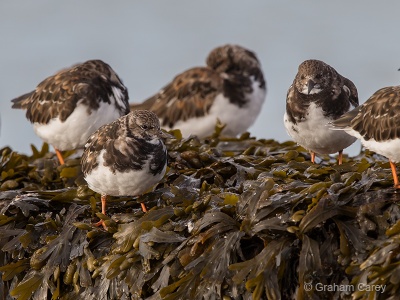 Turnstone (Arenaria interpres) Graham Carey