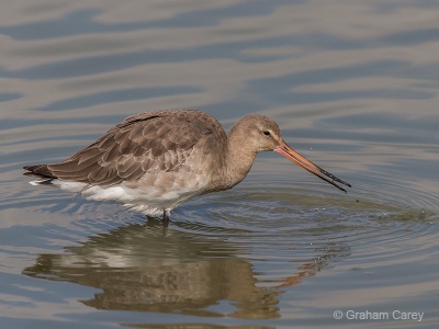 Black-tailed Godwit (Limosa limosa) Graham Carey