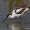 Avocet (Recurvirostra avocetta) Graham Carey